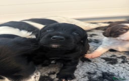 Cocker Spaniel dogs for sale: Beautiful Kc Working Cocker Spaniel Puppies - Image 4