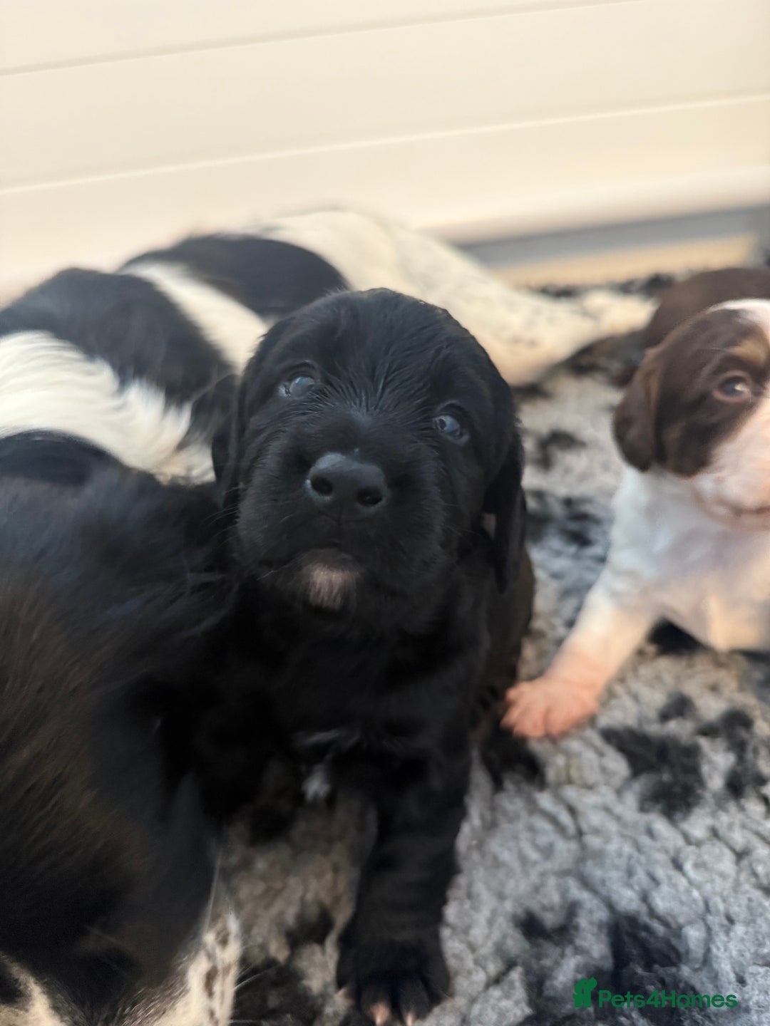 Cocker Spaniel dogs for sale: Beautiful Kc Working Cocker Spaniel Puppies - Image 4