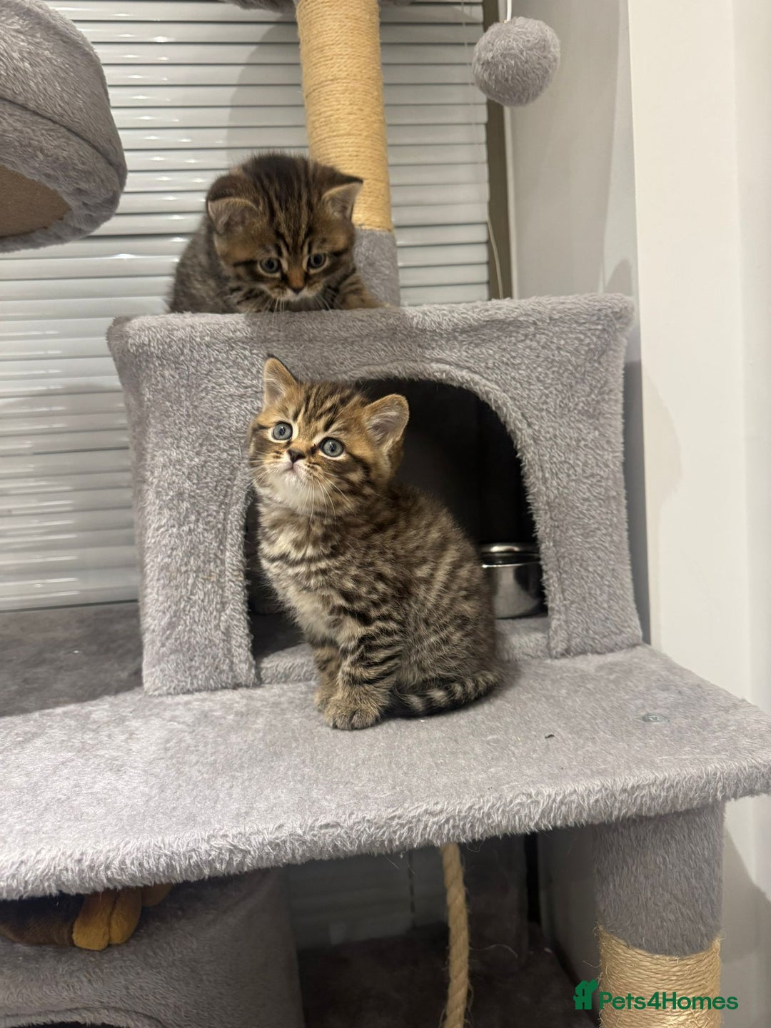 British Shorthair cats for sale: Adorable British Shorthair Male Kittens for Sale. - Advert 14