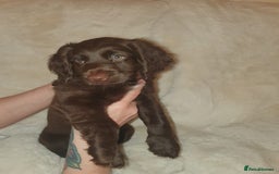 Cockapoo dogs for sale: F2 cockapoos  - Image 4