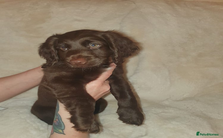 Cockapoo dogs - Advert 3