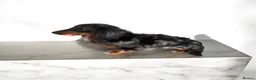 Dachshund dogs for sale: Mini Long hair Dachshund - Advert 8