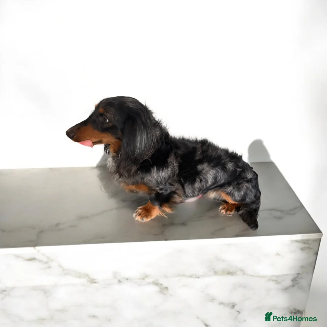 Dachshund dogs for sale: Mini Long hair Dachshund - Advert 8