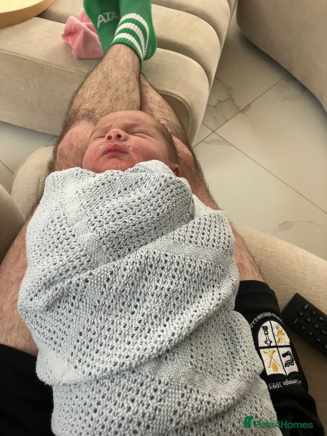 Cocker Spaniel dogs for stud: Honey - Advert 2