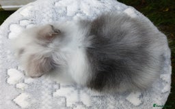 Lionhead rabbits for sale: Stunning DM Lionhead baby rabbits RTR - Image 6