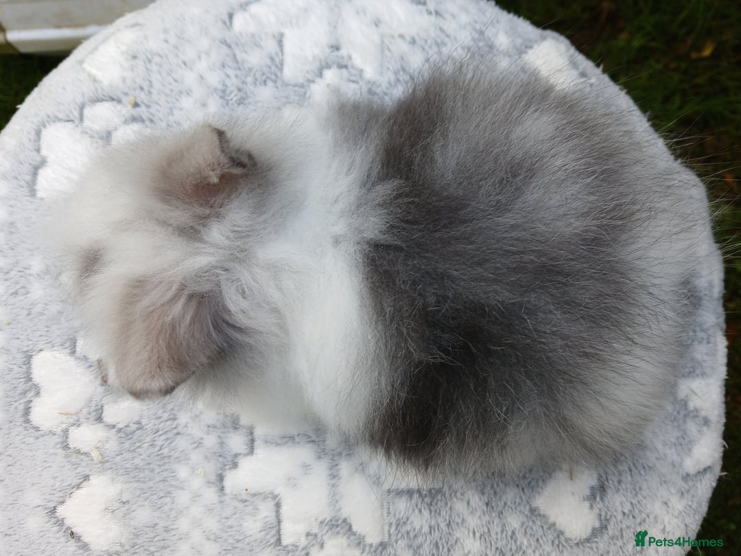 Lionhead rabbits for sale: Stunning DM Lionhead baby rabbits RTR - Image 6