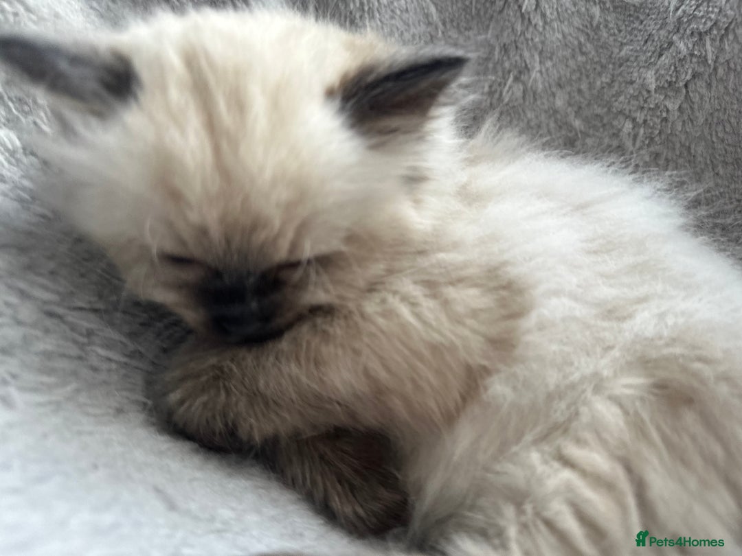 Ragdoll cats for sale: Gorgeous ragdoll kitten - Image 15