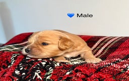Cavapoochon dogs for sale: ✨Ruby & Blenheim Cavapoochons ❤️🐾 - Image 7