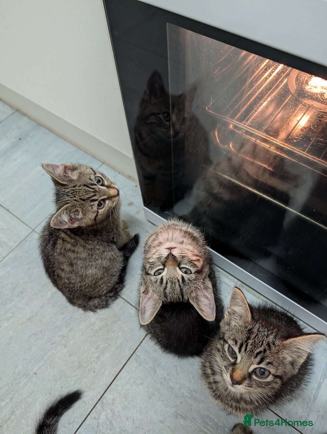Domestic Shorthair cats for sale: Babies ready for their new homes NOW 🥰 - Image 18