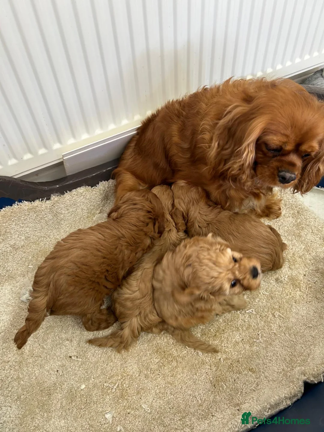 Cavapoo dogs for sale: Cavapoo f1 - Advert 14