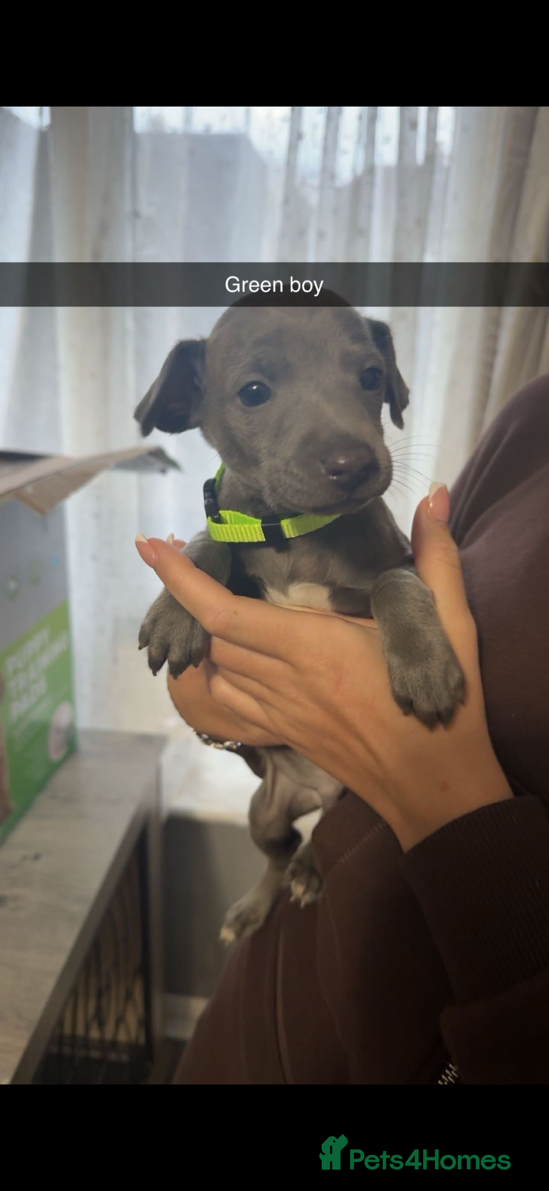 Italian Greyhound dogs for sale: 6 Beautiful Italian greyhounds - Advert 4