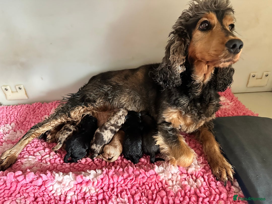 Cockapoo dogs for sale: Extensively health tested Cockapoo puppy’s  - Image 3