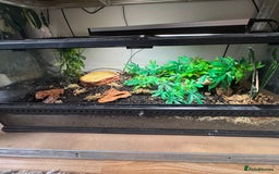Toad reptiles for sale: Cane toad  - Image 6