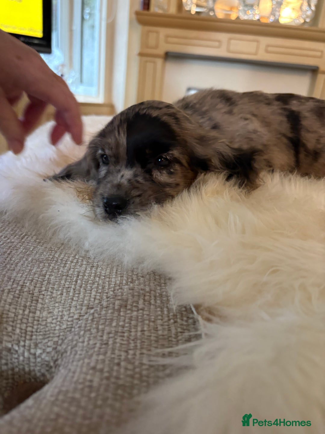 Cocker Spaniel dogs for sale: Beautiful Cocker Spaniel Puppies  - Image 10