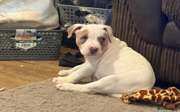 Mixed Breed dogs for sale: American bulldog cross staffie  - Advert 4
