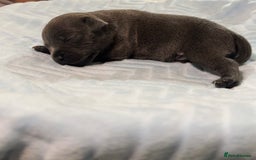 Staffordshire Bull Terrier dogs for sale: Beautiful kc blue staff pups by pharaon Bullscaff - Image 3