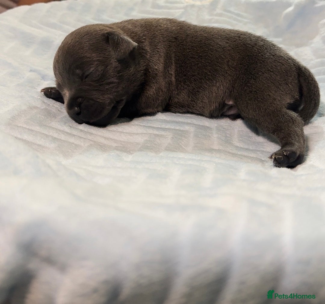 Staffordshire Bull Terrier dogs for sale: Beautiful kc blue staff pups by pharaon Bullscaff - Image 3