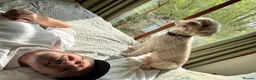 Cockapoo dogs for stud: 🐾 Beautiful Cockapoo Stud Exceptional Temperament in Heywood - Advert 15