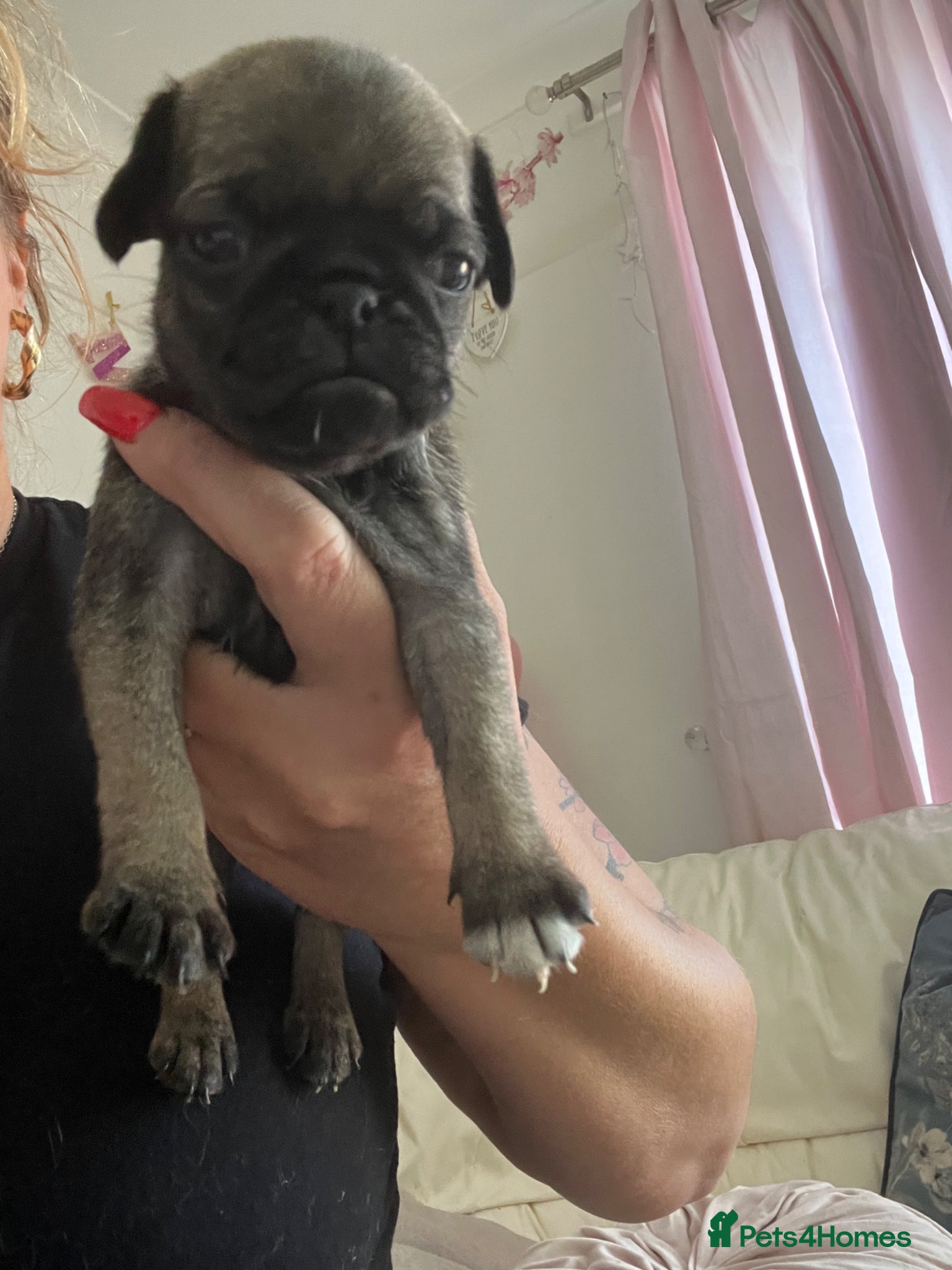 Pug dogs  Female pug puppy last one ready 10/5 - Advert 20
