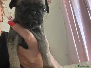 Pug dogs Female pug puppy last one ready 10/5 - Advert 20