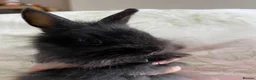 Lionhead rabbits for sale: Netherland dwarf lionhead mix ready for homes  - Advert 11