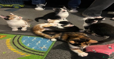 Maine Coon cats - Advert 6