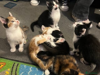 Maine Coon cats - Advert 14