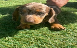 Dachshund dogs for sale: Dachshund Puppies - Image 8