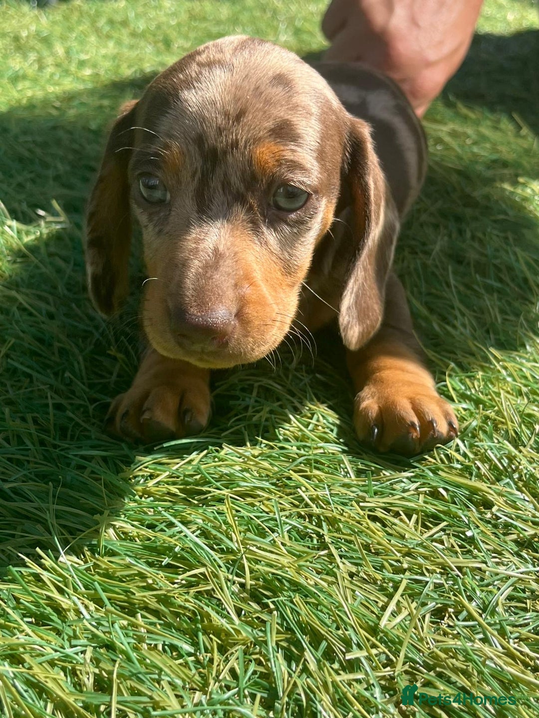 Dachshund dogs for sale: Dachshund Puppies - Image 8