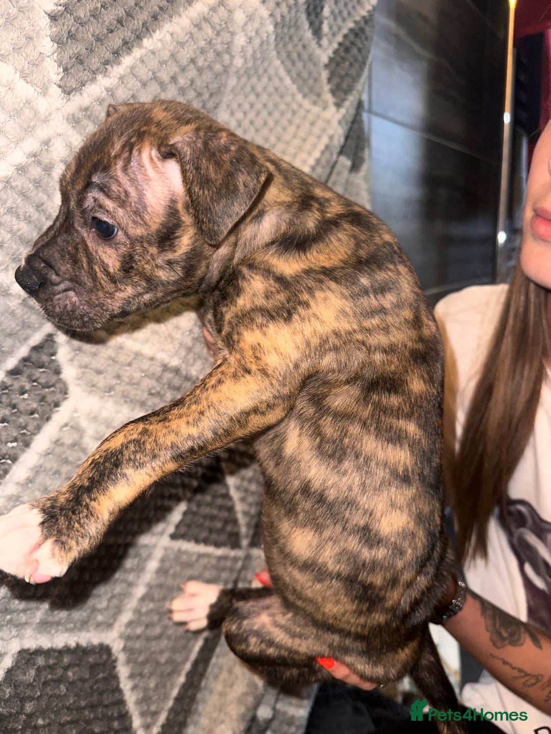 Mixed Breed dogs for sale: American bulldog X staffy 🏡 - Image 36