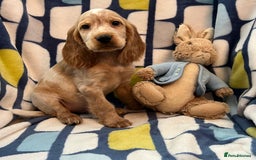 Cocker Spaniel dogs for sale: Stunning show cocker spaniel pups  - Image 5