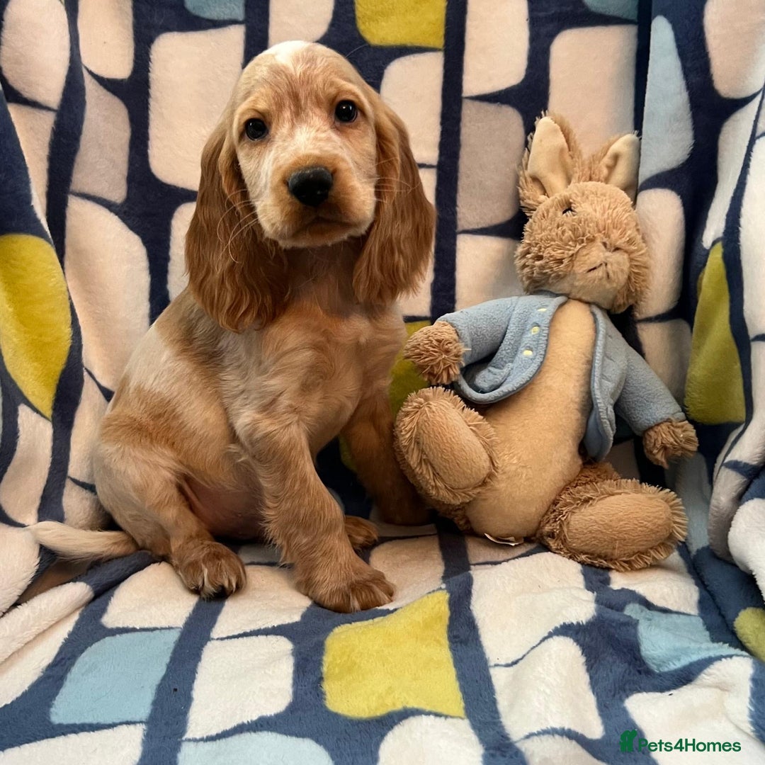 Cocker Spaniel dogs for sale: Stunning show cocker spaniel pups  - Image 5