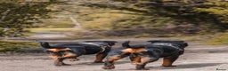 Rottweiler dogs for sale: 9 beautiful Rottweiler puppies for sale  - Advert 22
