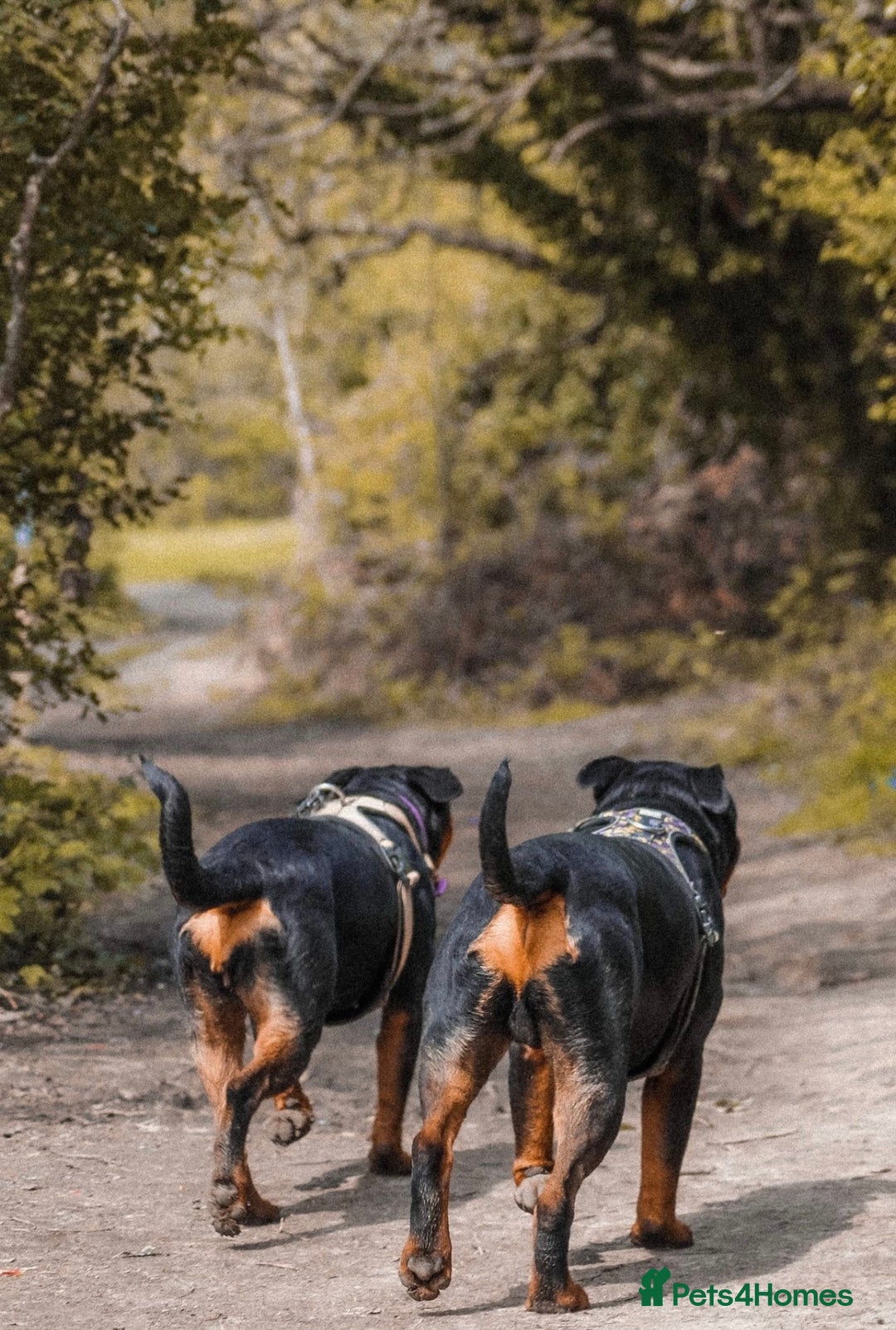 Rottweiler dogs for sale: 9 beautiful Rottweiler puppies for sale  - Advert 22