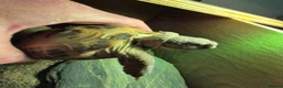 Tortoise reptiles for sale: Much-Loved Horsefield Tortoises Need New Homes in Bracknell - Advert 4