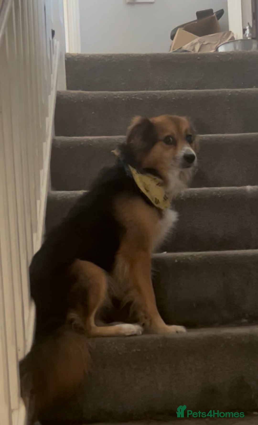 Mixed Breed dogs for sale: Enzo  - Image 2