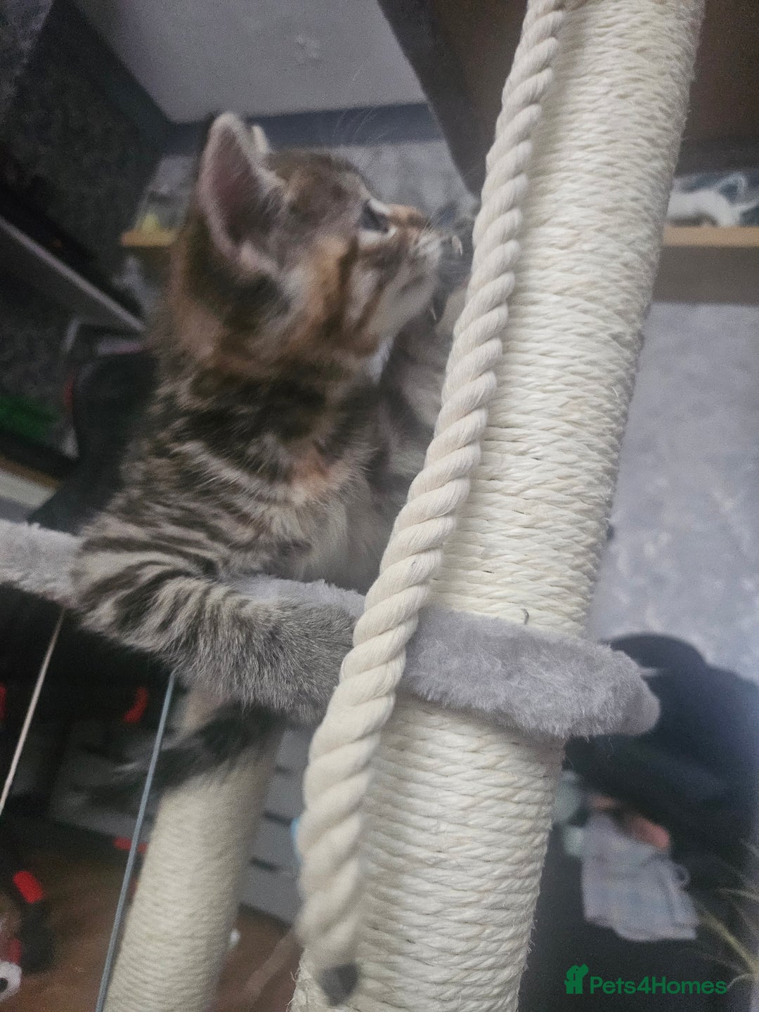 European cats for sale: Female tabby europian shorthair mixed kitten 🏡  - Image 5