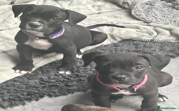 Mixed Breed dogs - Advert 9