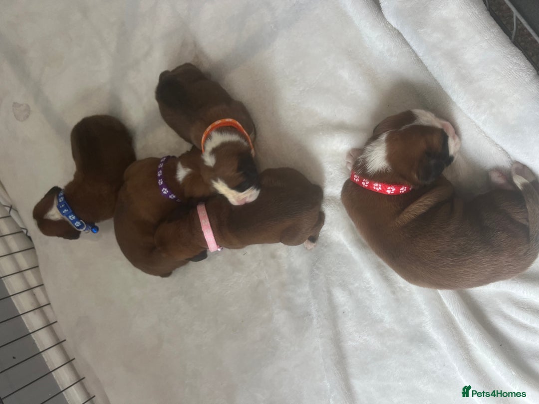 Boxer dogs for sale: Stunning Kc Boxer Puppies - Image 17