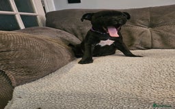 Staffordshire Bull Terrier dogs for sale: Stunning black girl - Image 5