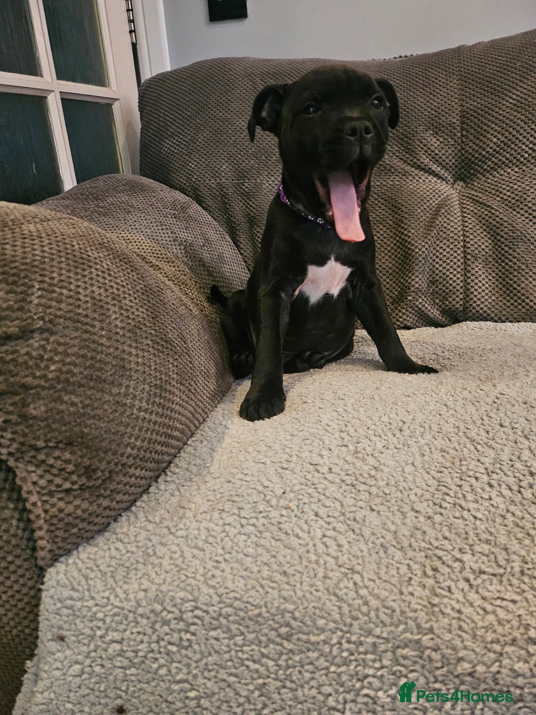 Staffordshire Bull Terrier dogs for sale: Stunning black girl - Image 5