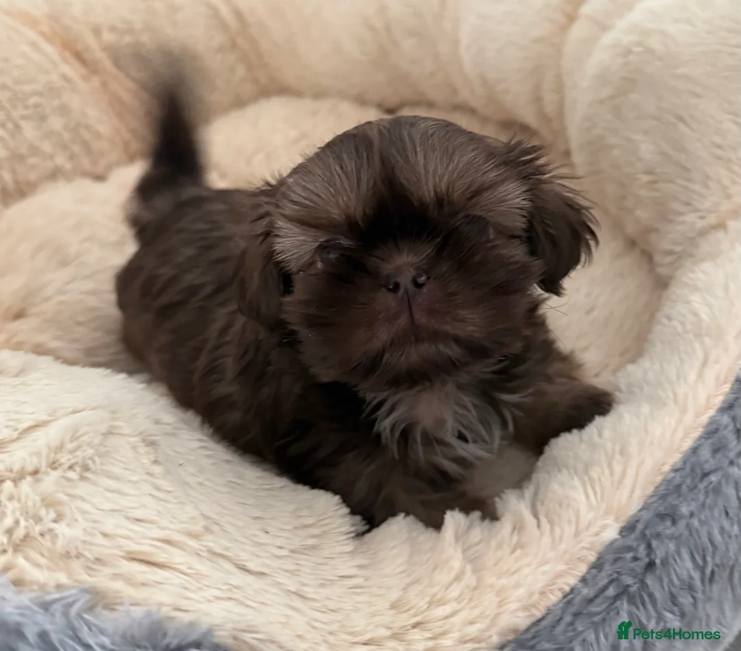 Shih Tzu dogs for sale: Imperial shihtzu  - Advert 1