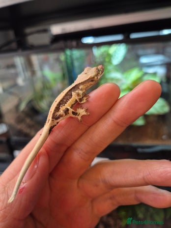 Gecko reptiles - Advert 4