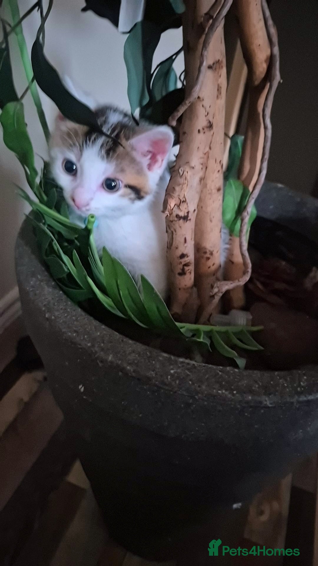 Mixed Breed cats for sale: British longhair mix Male kitten available  - Image 6