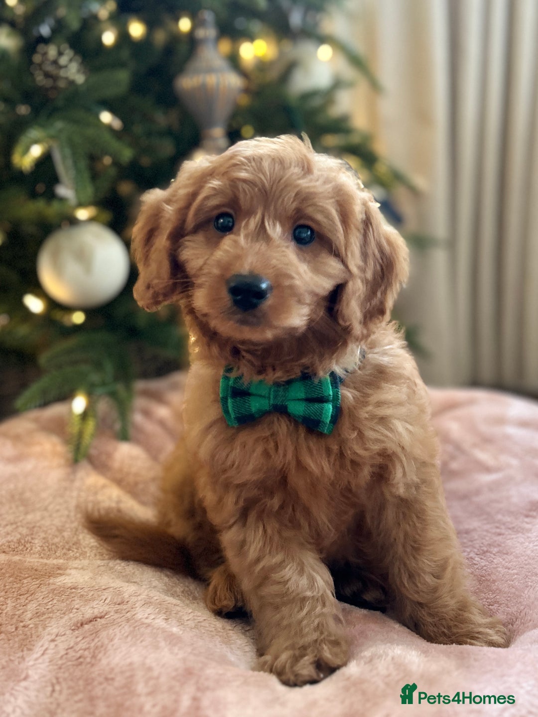 Goldendoodle dogs for sale: F1b Mini Goldendoodles - DNA/health tested - Advert 4