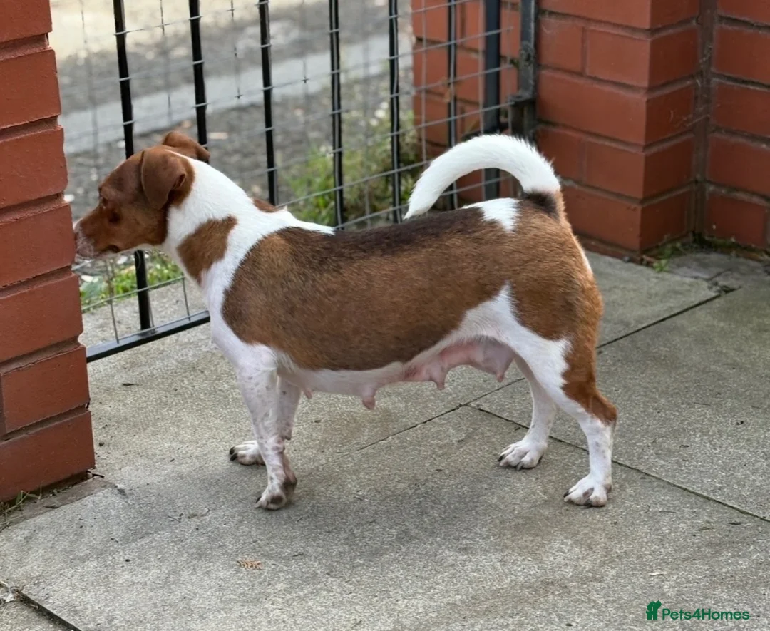 Jack Russell dogs for sale: Beautiful miniature Jack Russell puppies  - Advert 2