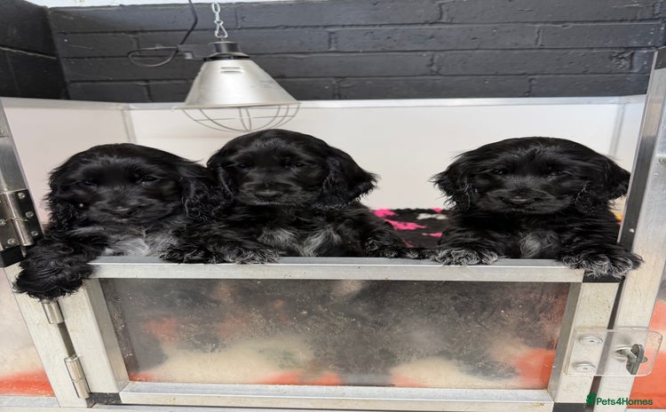 Cocker Spaniel dogs - Advert 13