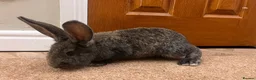 Continental Giant rabbits for sale: Continental Giant Rabbits  - Advert 6