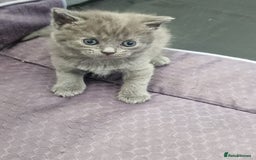 British Shorthair cats for sale: Beautiful British shorthair female kittens - Image 3