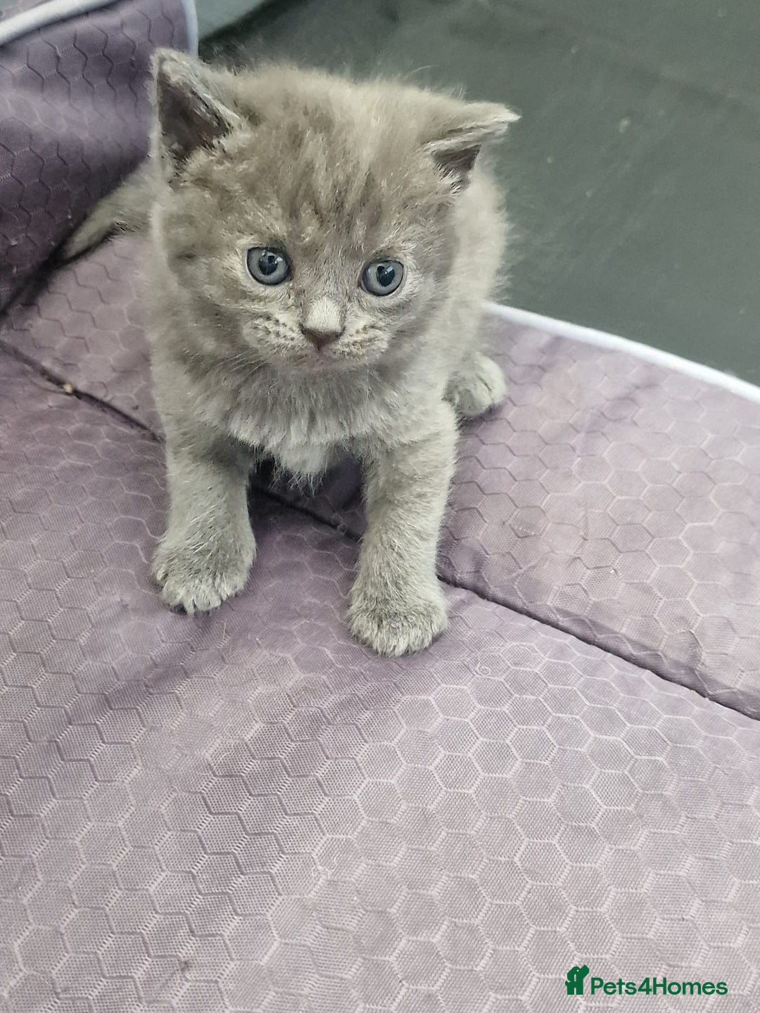 British Shorthair cats for sale: Beautiful British shorthair female kittens - Image 3